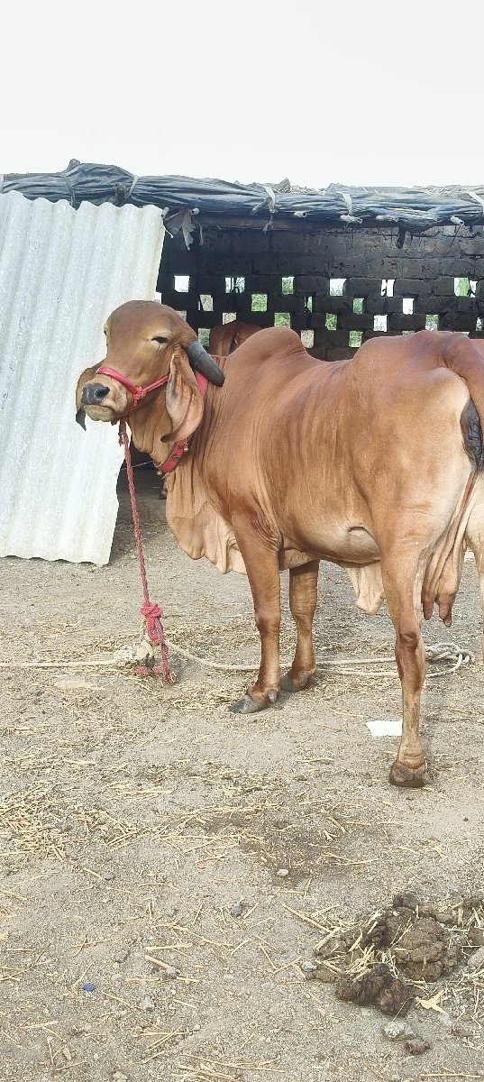 ગાય વેચવાની છે
