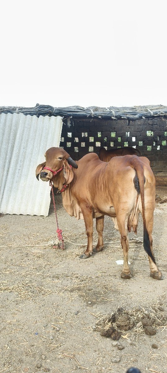 ગાય વેચવાની છે