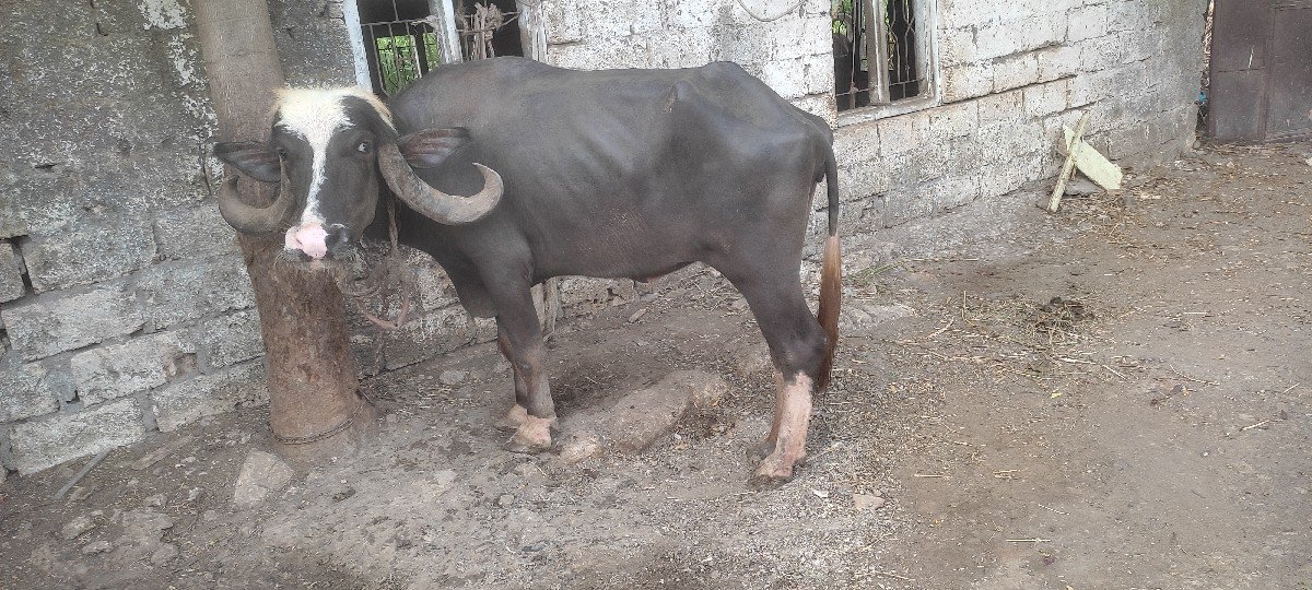ઢોર વધી ગયા એટલે આપી દેવાની છે
