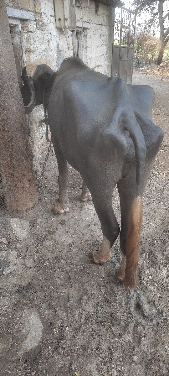 ઢોર વધી ગયા એટલે આપી દેવાની છે