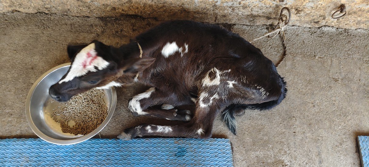 વેશવની