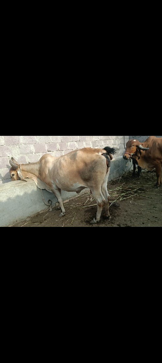 3 વેતર