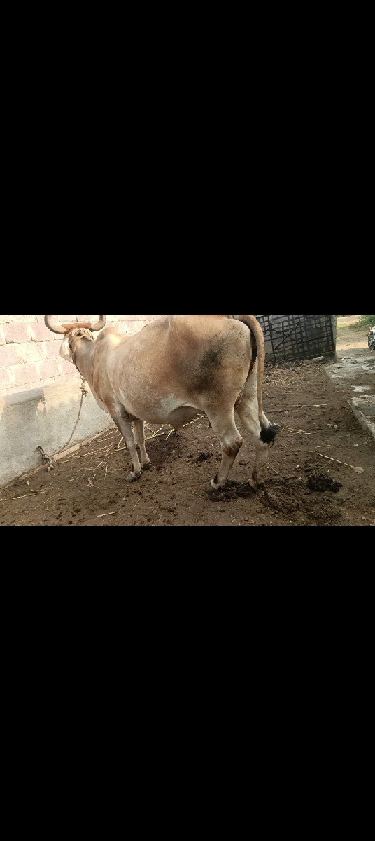 3 વેતર