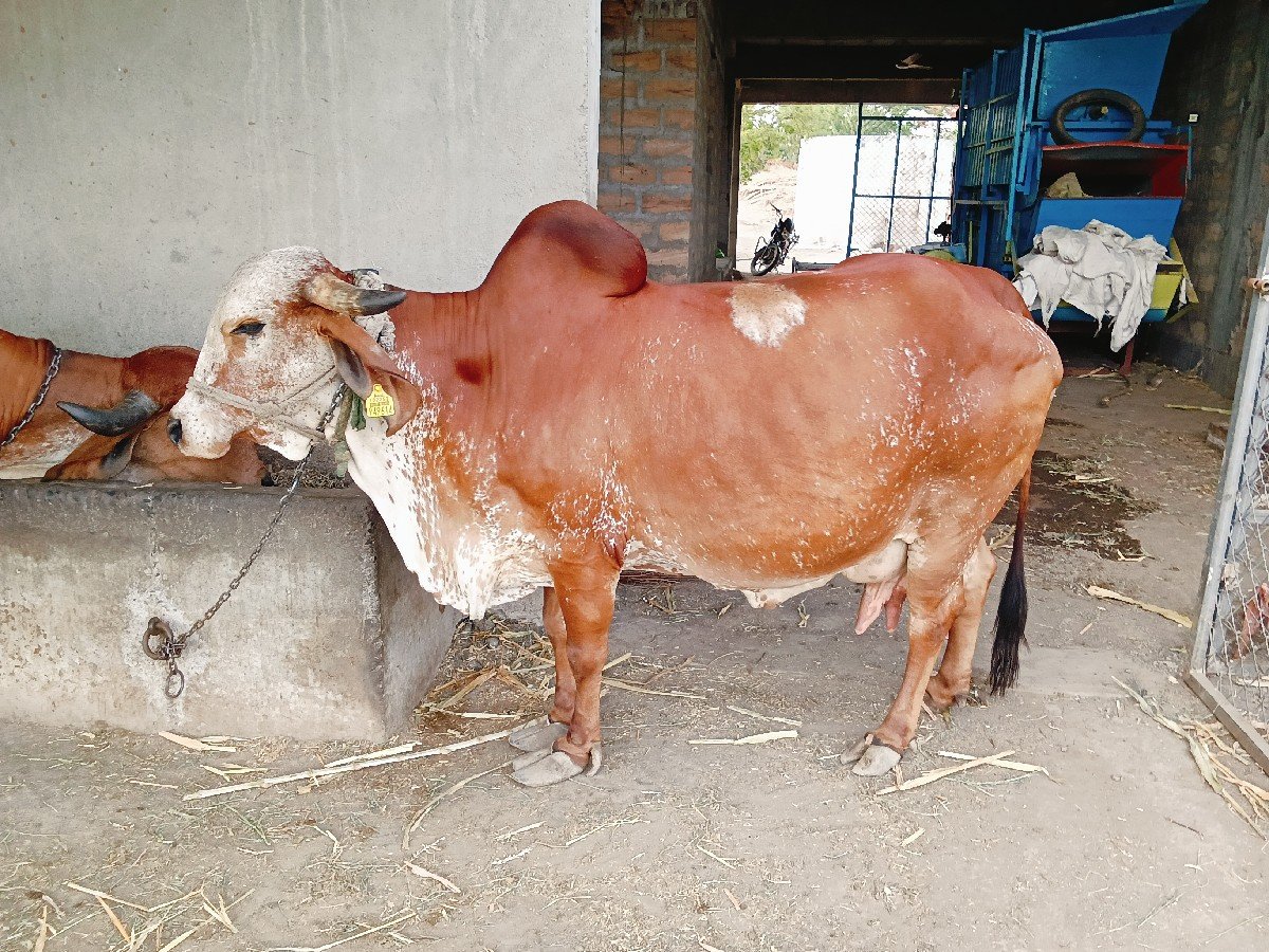 ગાય