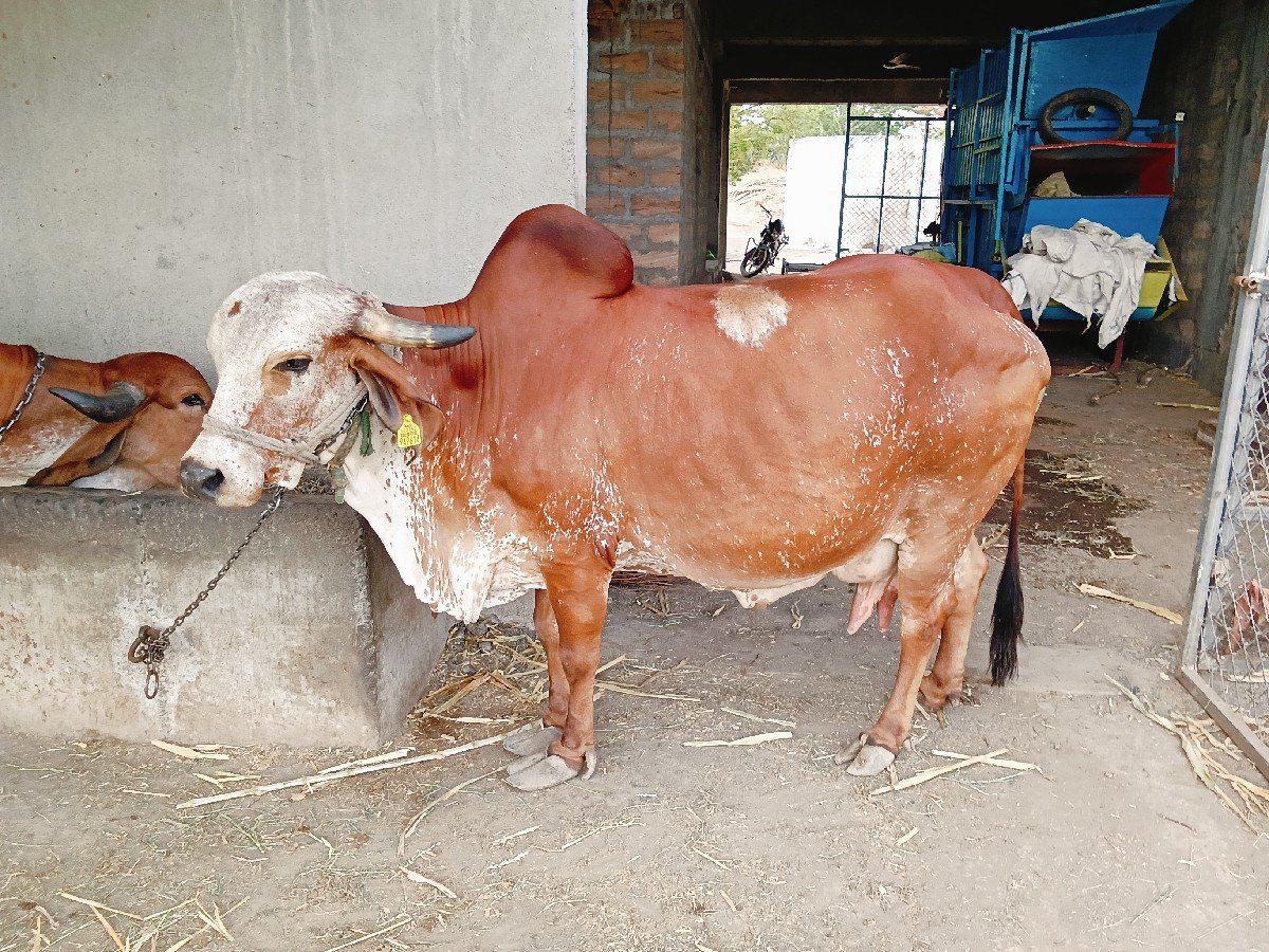 ગાય