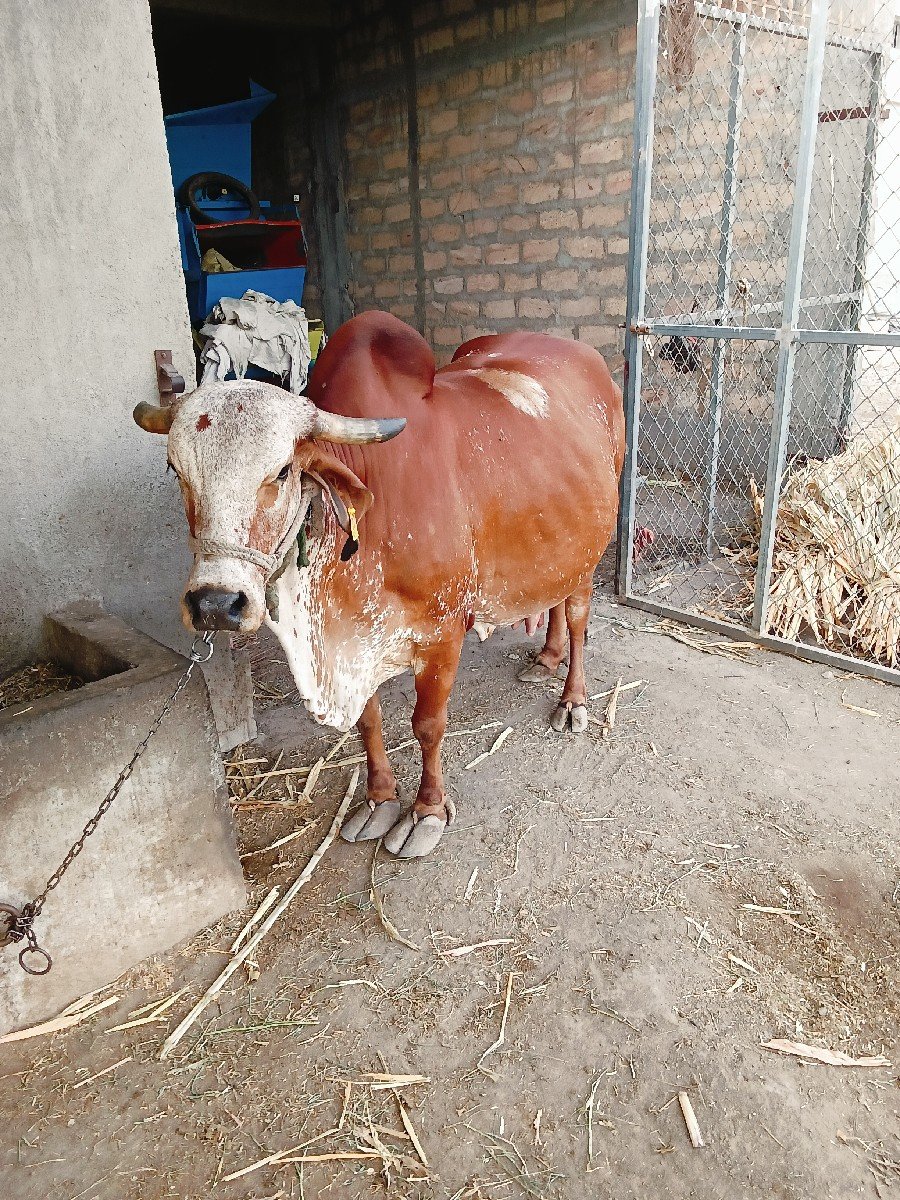 ગાય