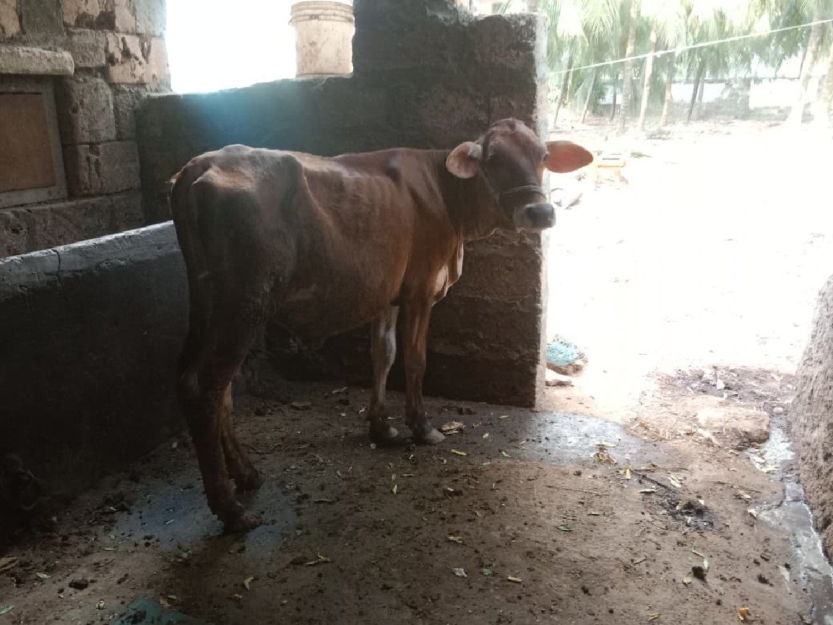 વાસડી વેચવાની છે