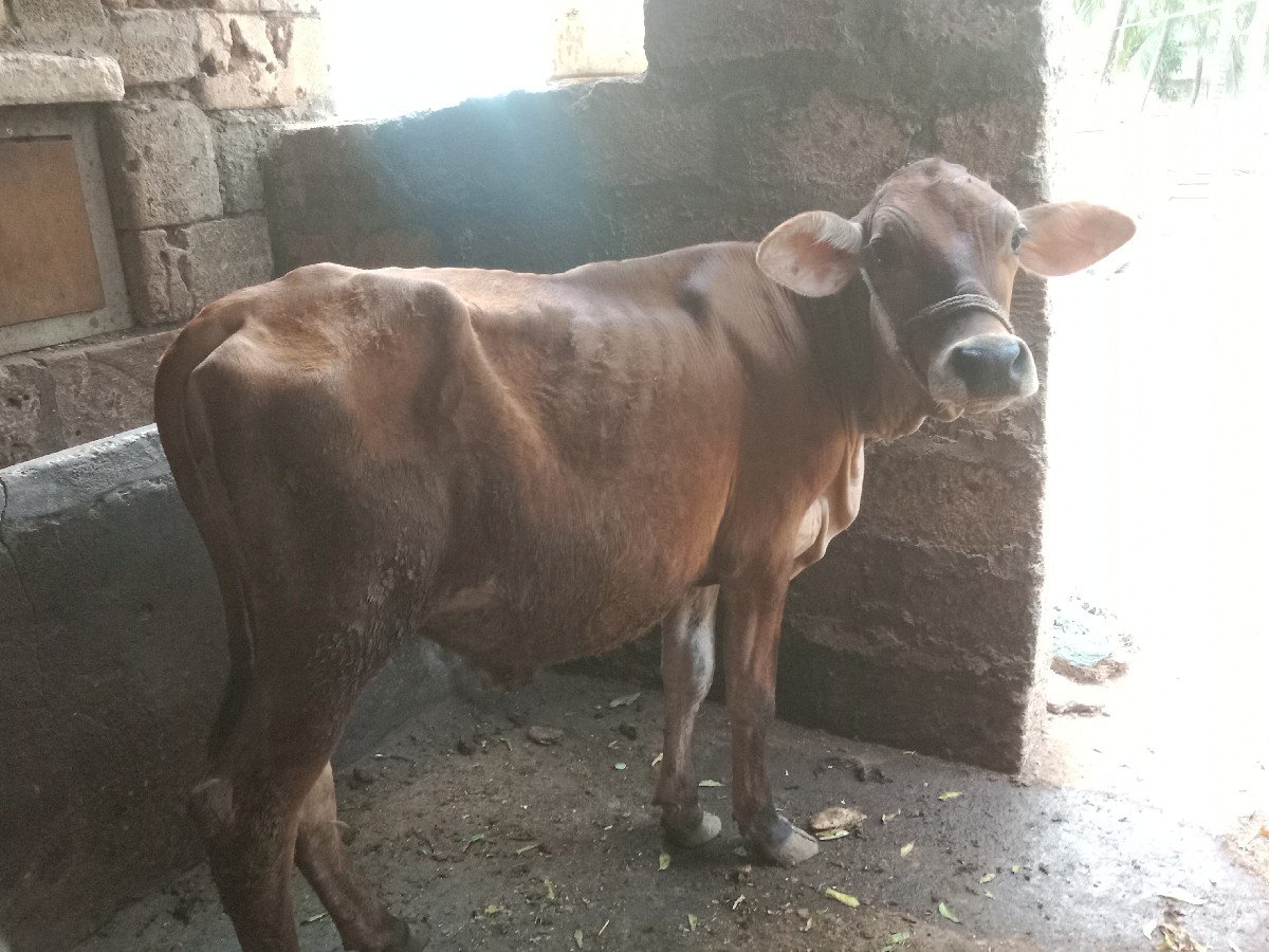 વાસડી વેચવાની છે