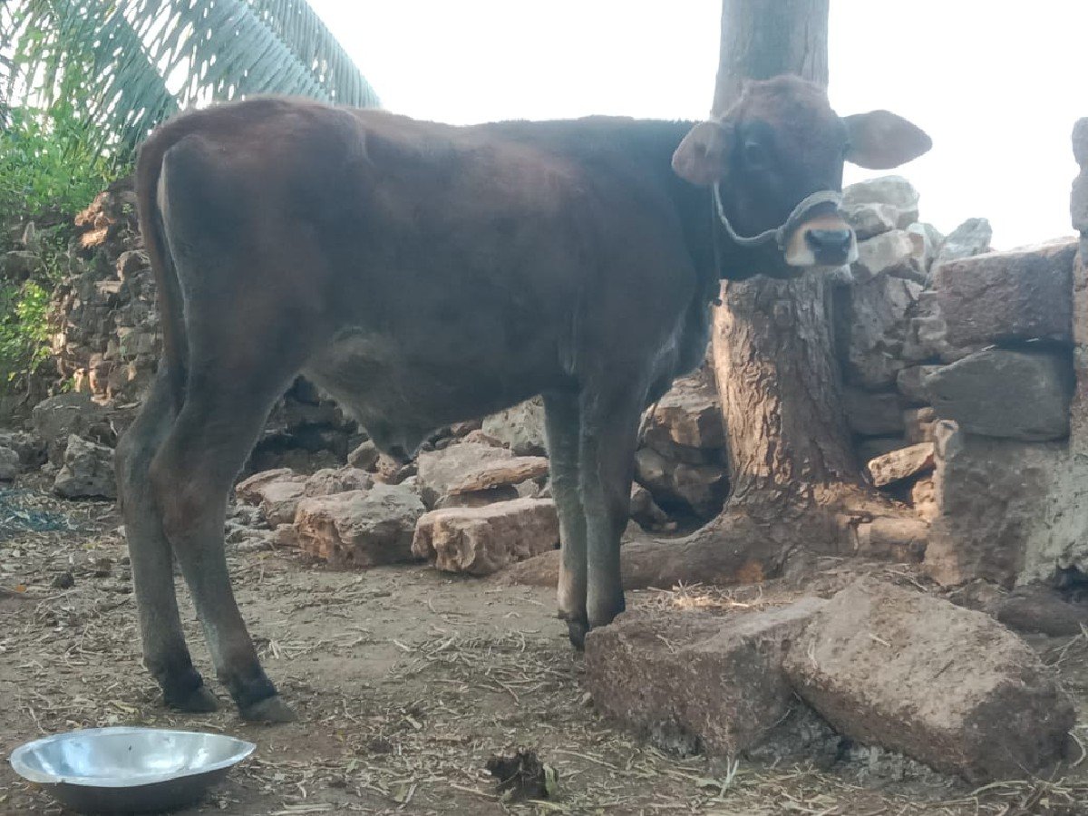 વાસડી વેચવાની છે