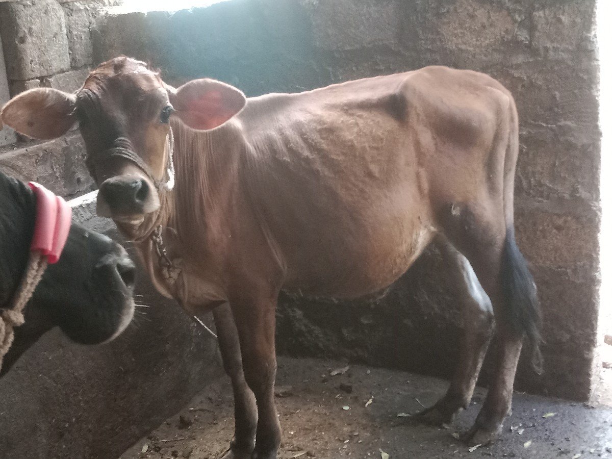 જર્સી વાસળી વેચવાની સે