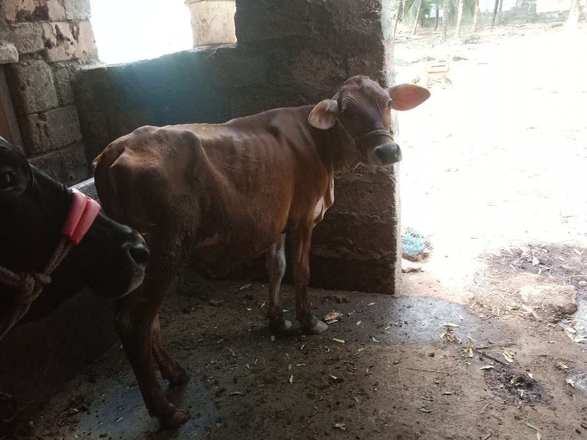 જર્સી વાસળી વેચવાની સે