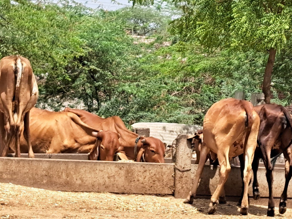 1 વર્ષ ની વાછળયુ વેચવાની છે