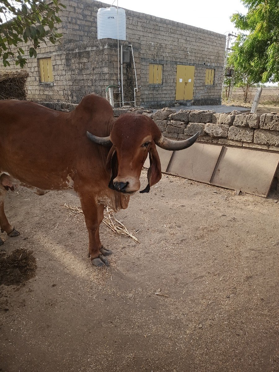 વેચવાની છે