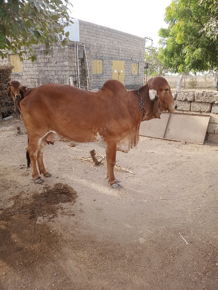 વેચવાની છે