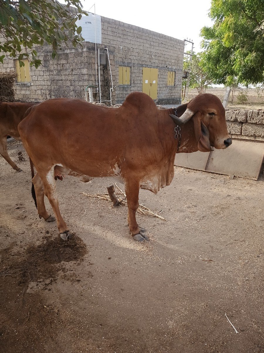 વેચવાની છે
