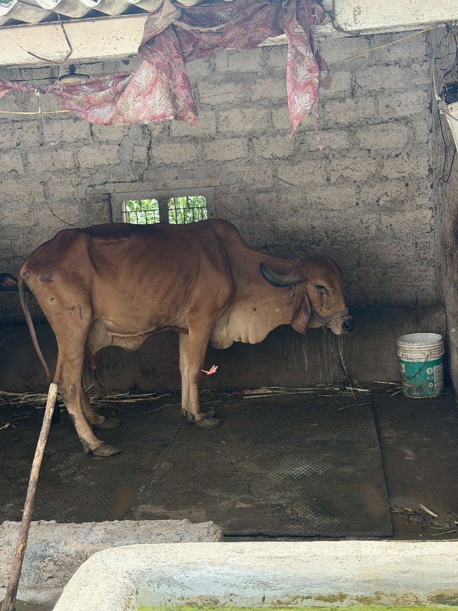 ગીર ગાય