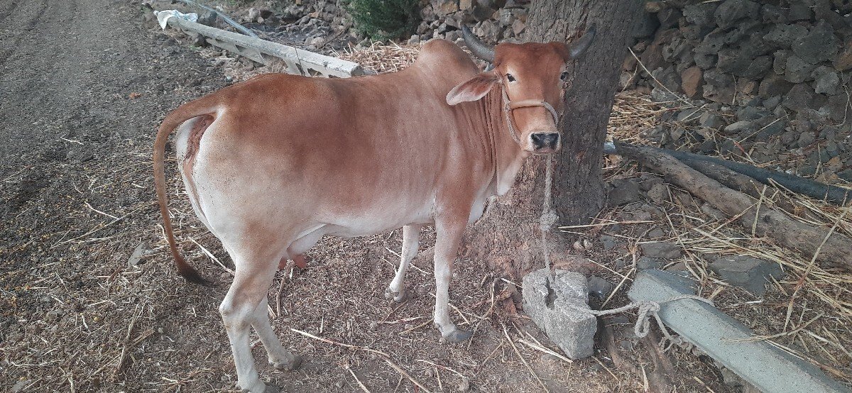 હોડકી વેચવાની છે
