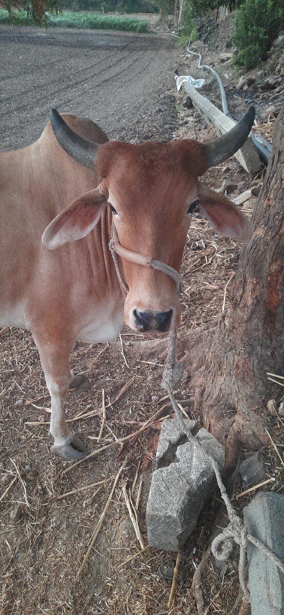હોડકી વેચવાની છે