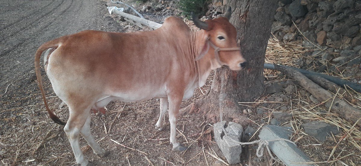 હોડકી વેચવાની છે