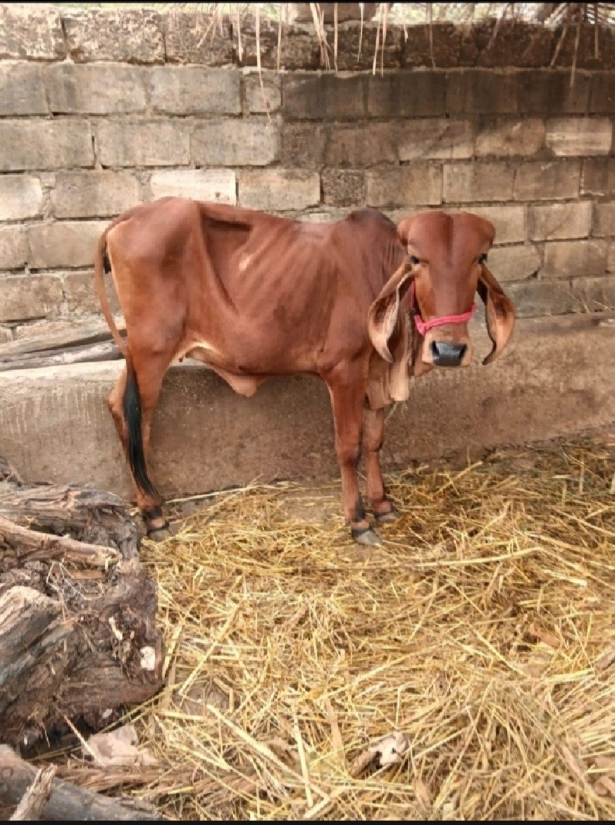 ગીર વાસડી વેસ્વાની સે