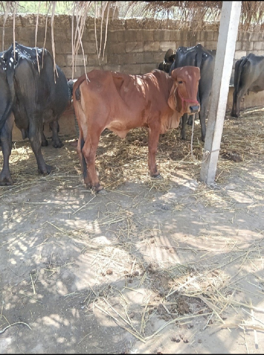 ગીર વાસડી વેસ્વાની સે