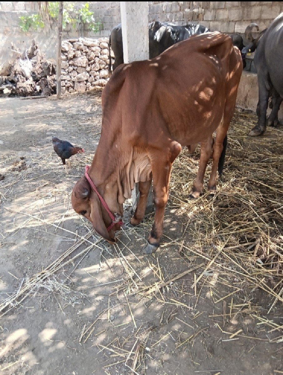 ગીર વાસડી વેસ્વાની સે
