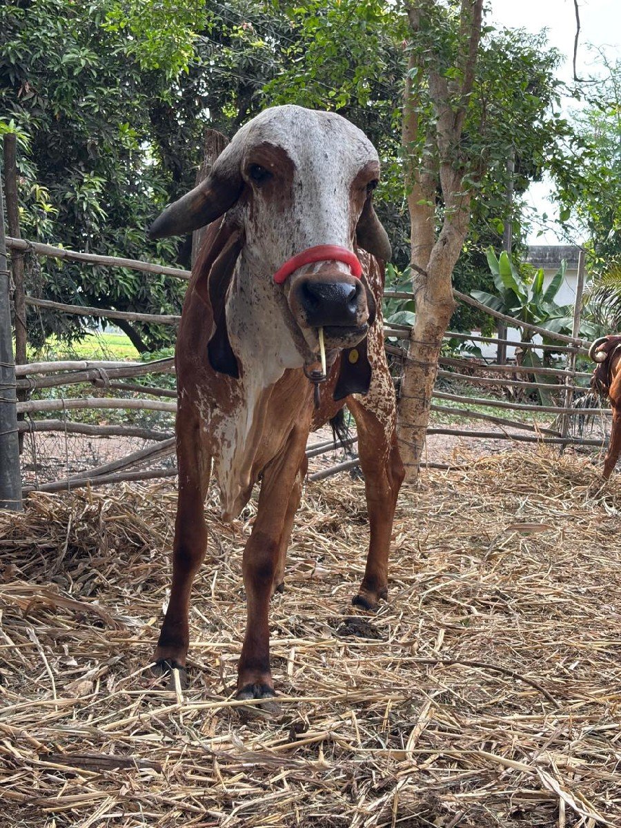 ગાય વેચવાની છે
