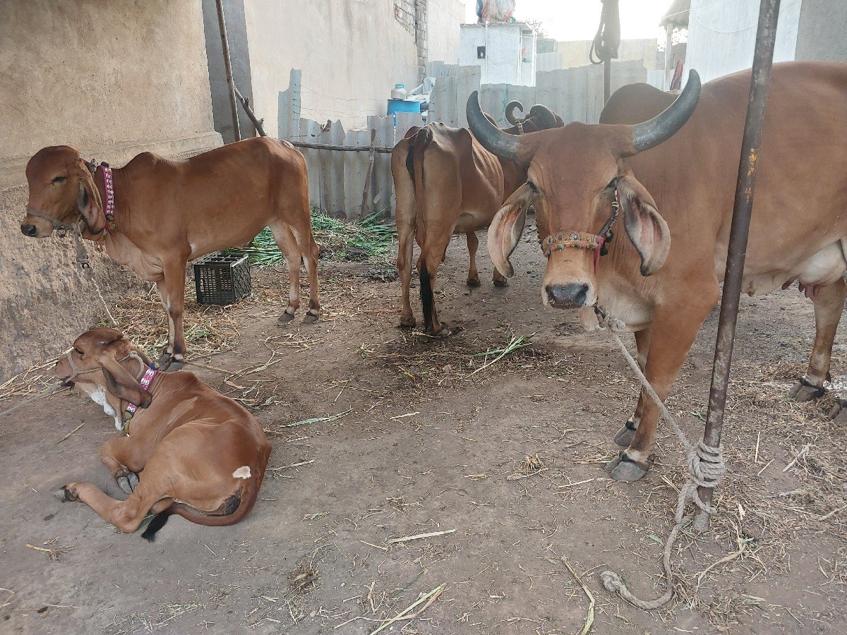 બે ગાયુ વેચવાની છે