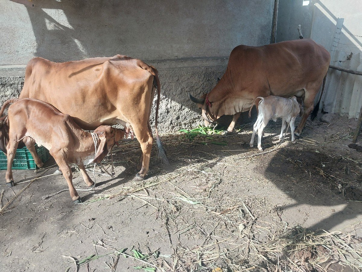 બે ગાયુ વેચવાની છે