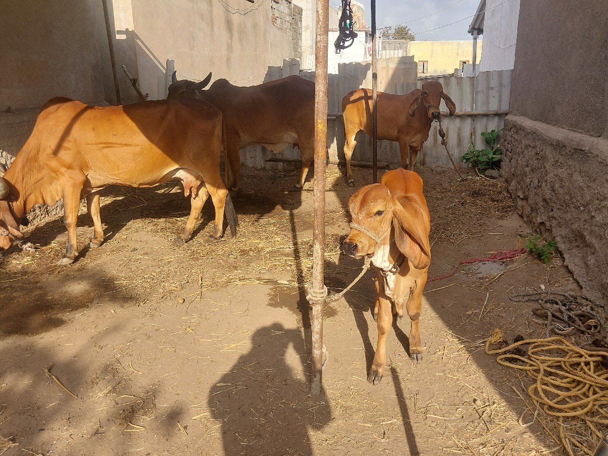 બે ગાયુ વેચવાની છે