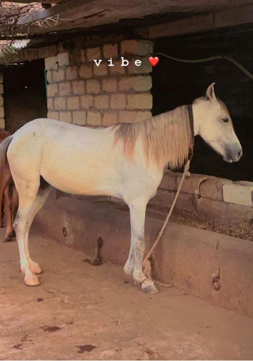 રોજી ઘોડી