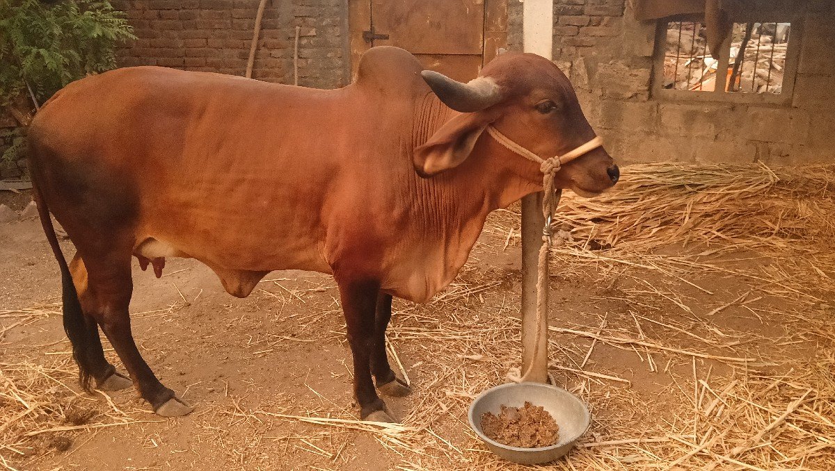 ગાય સાવ હોજી