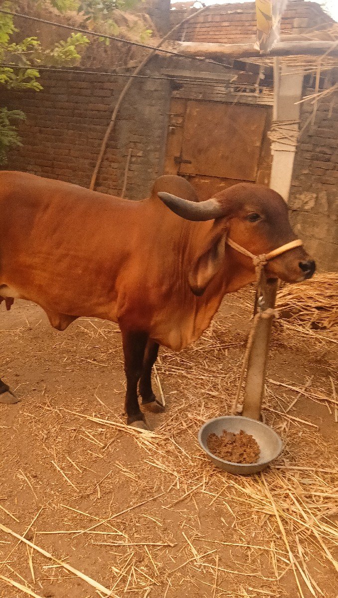 ગાય સાવ હોજી