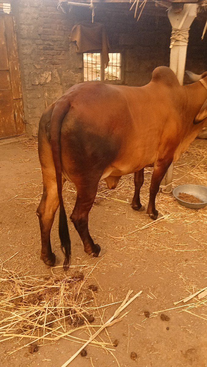 ગાય સાવ હોજી