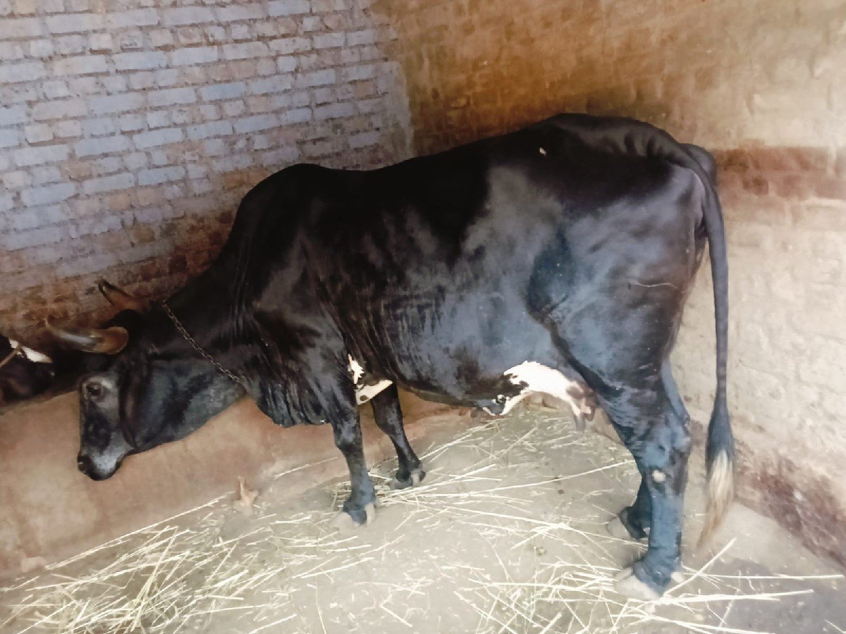 જરશી