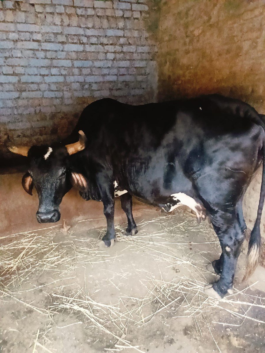 જરશી