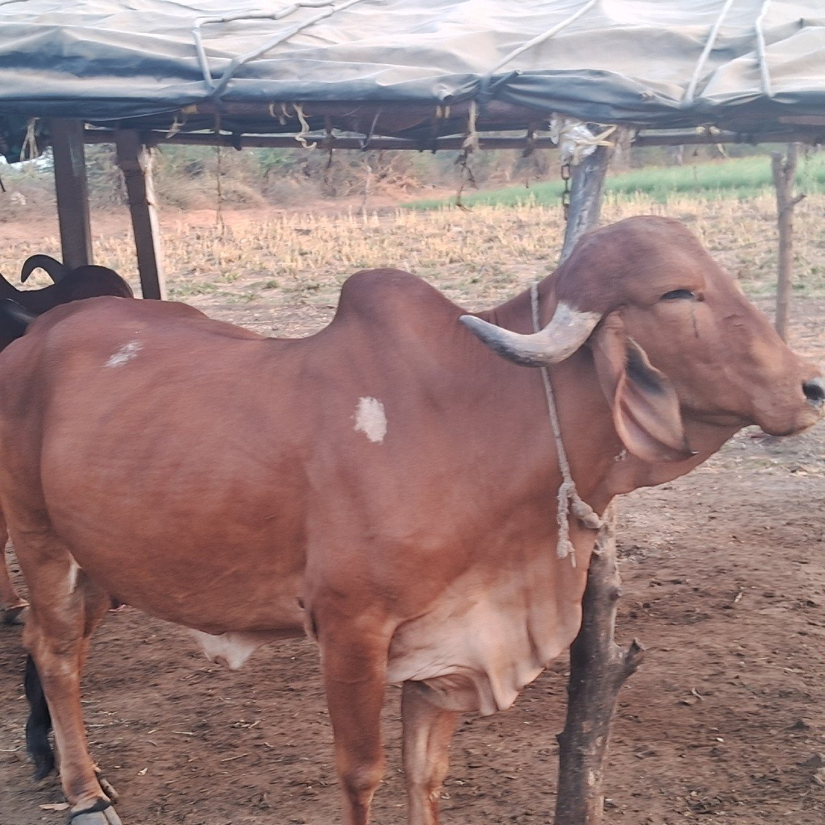ઑરીજનલ ગીર ગાય