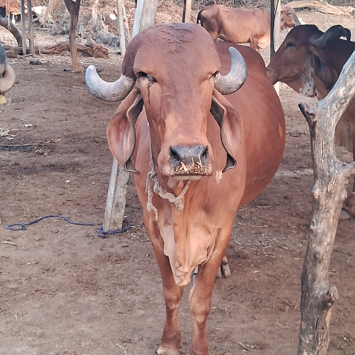ઑરીજનલ ગીર ગાય