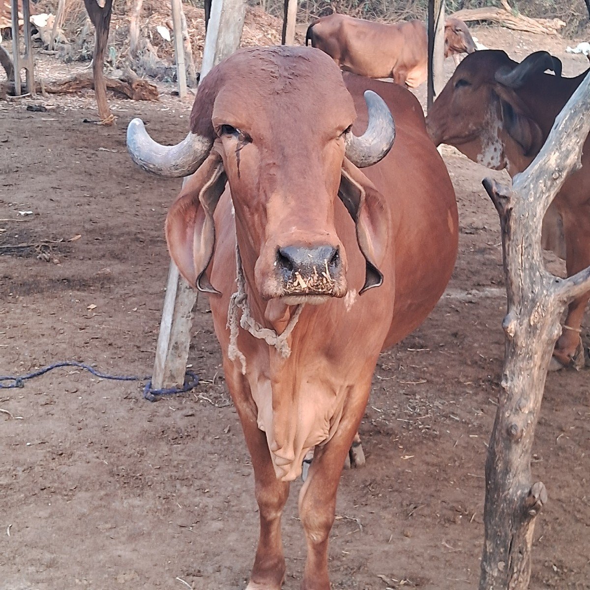 ઑરીજનલ ગીર ગાય