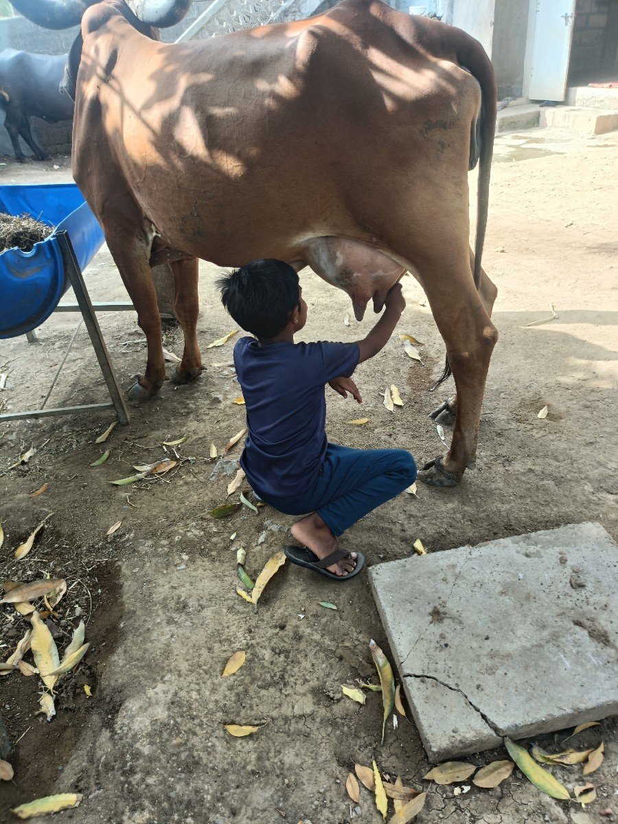 ગાય વેચવાની છે