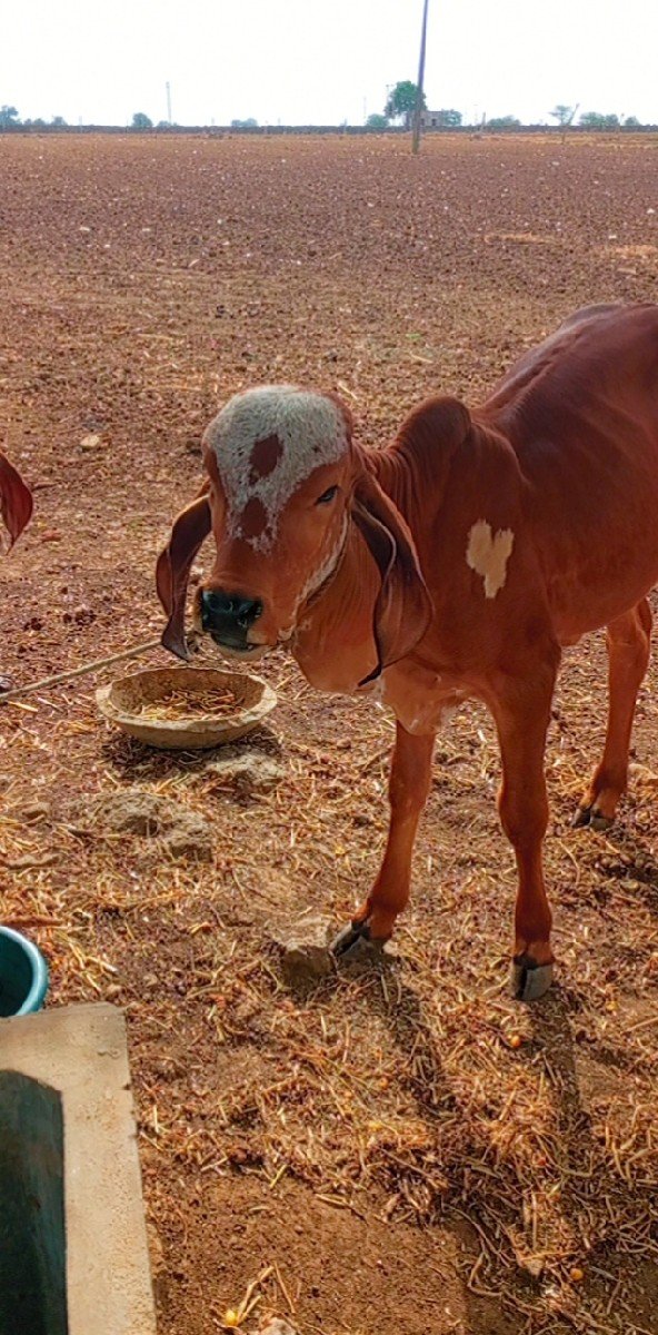 પેલૂ વેતરસે