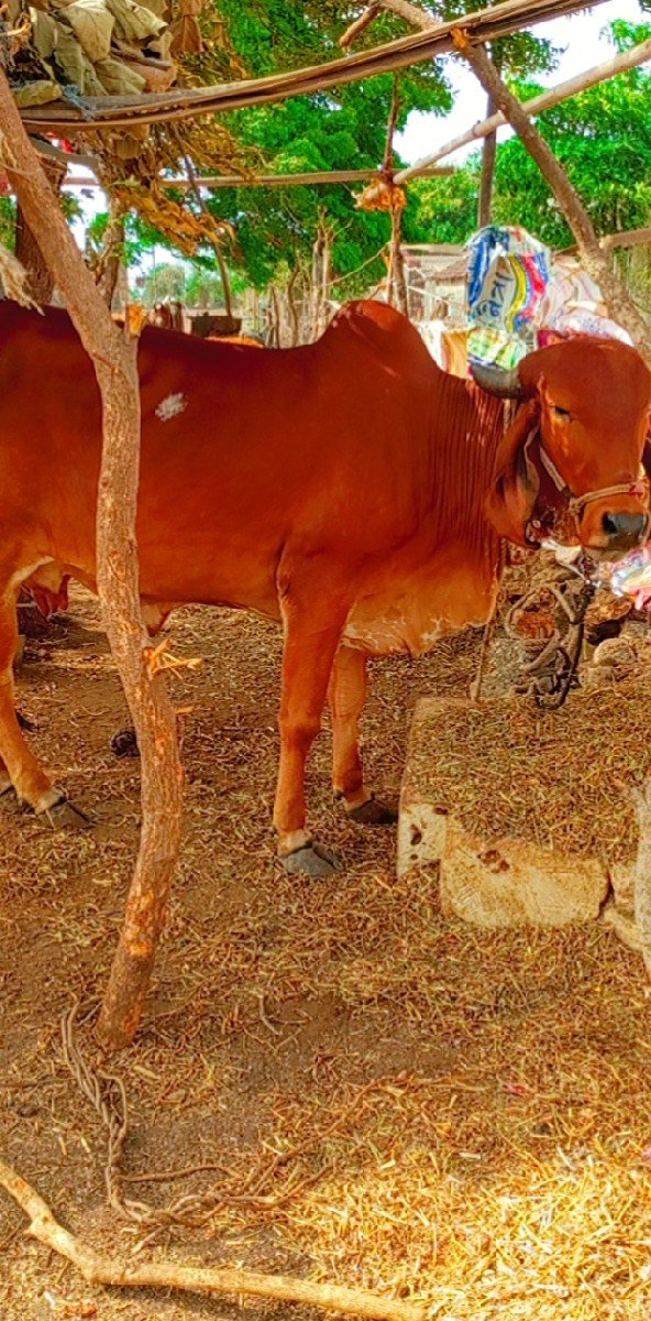 પેલૂ વેતરસે