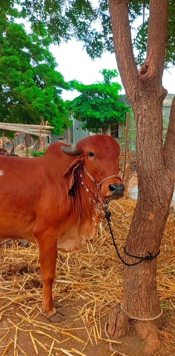 પેલૂ વેતરસે