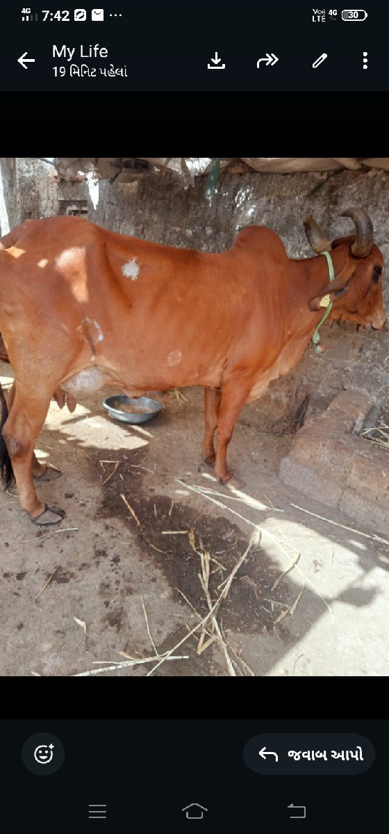 ગાયવેસવાનીસેવીયાણેલ
