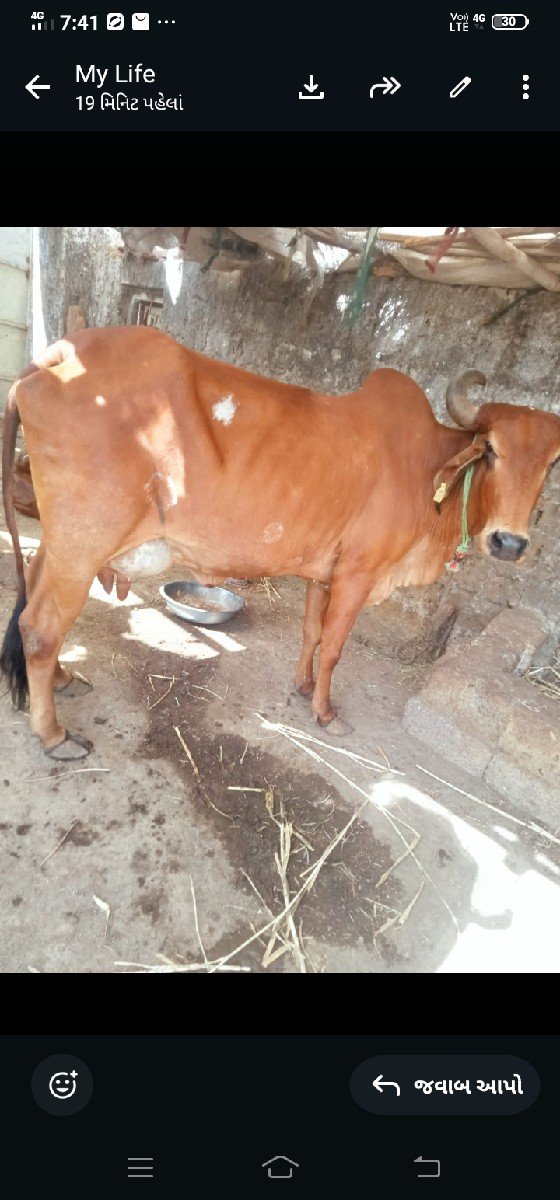 ગાયવેસવાનીસેવીયાણેલ