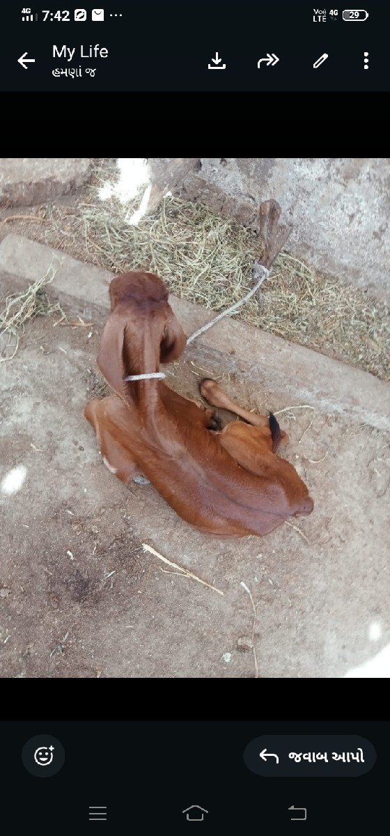 ગાયવેસવાનીસેવીયાણેલ