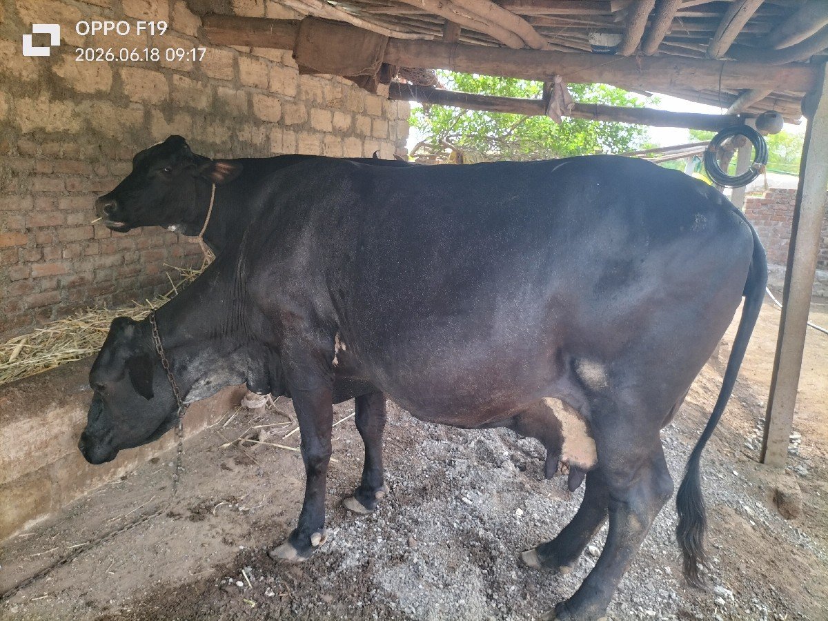 ગાય વેચવાની છે