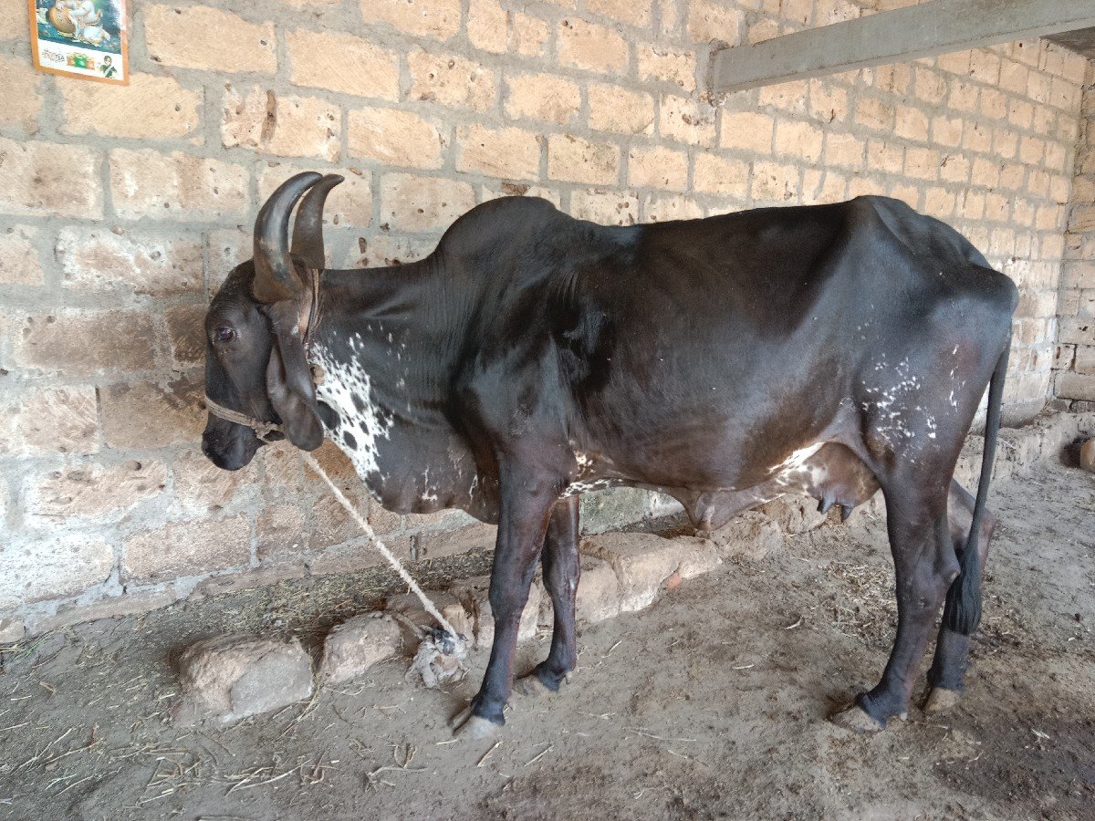 ગાય વેચવાની છે
