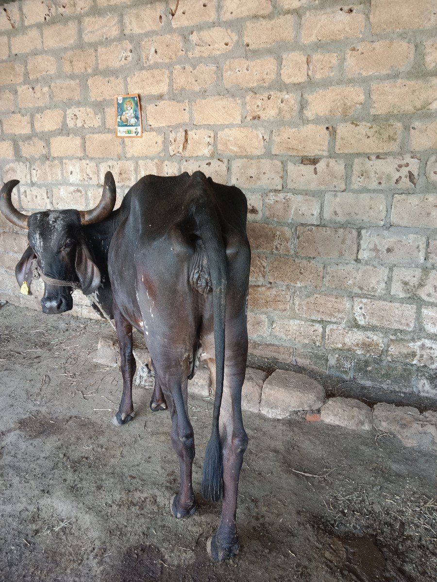 ગાય વેચવાની છે