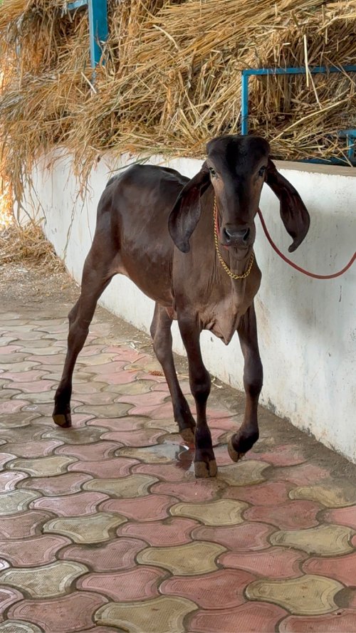 કપિલા